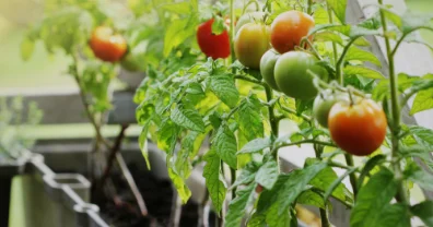 Tips for Growing a Vegetable Container Garden